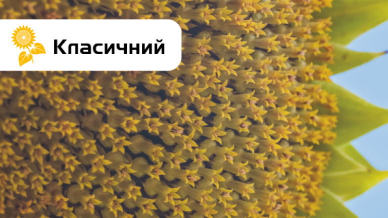 СИ Амазонія соняшник
