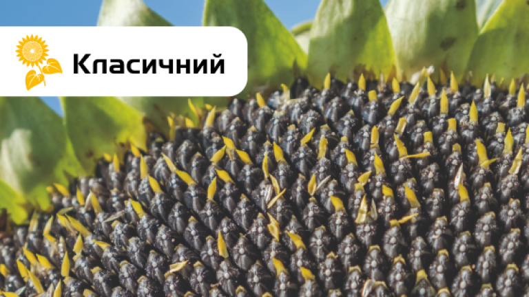 СИ Арізона соняшник
