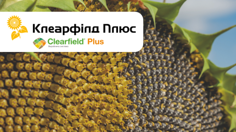 СИ Бакарді соняшник