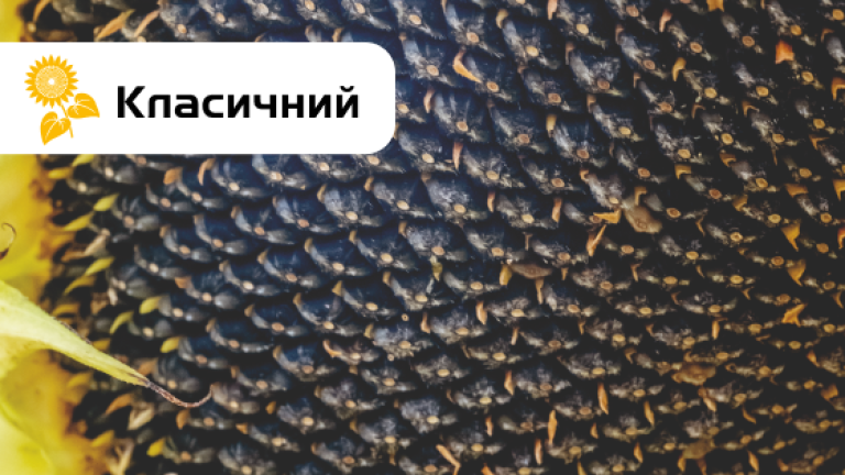 СИ Теос соняшник